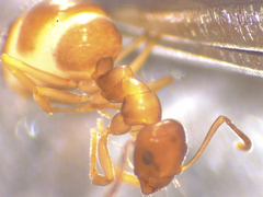 Prolasius advena