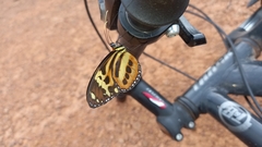 Tithorea harmonia pseudethra