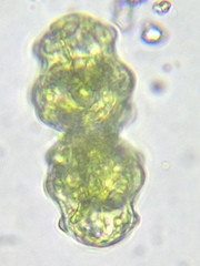 Euastrum oblongum