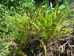 Elleanthus caricoides