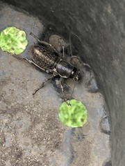 Cyphoderris