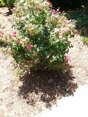Magnoliopsida