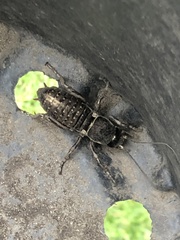 Cyphoderris