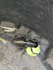 Cyphoderris
