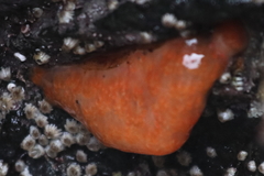 Polyclinidae