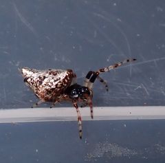 Cyclosa argenteoalba