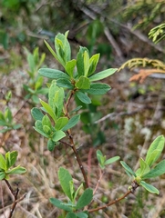 Myrica