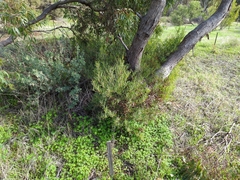 Acacia wilhelmiana