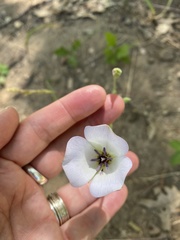Calochortus invenustus