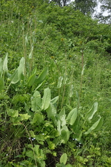 Ligularia glauca