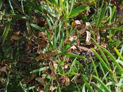 Acacia wilhelmiana