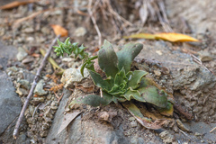 Dudleya cymosa crebrifolia