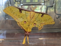 Actias sinensis
