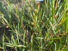 Acacia wilhelmiana
