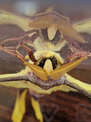 Actias sinensis