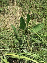 Limonium carolinianum