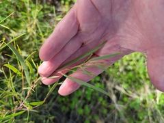 Acacia wilhelmiana