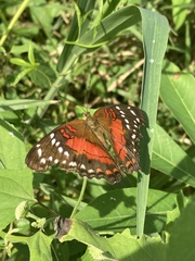 Anartia amathea