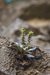 Dudleya cymosa crebrifolia