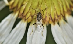 Nysius raphanus