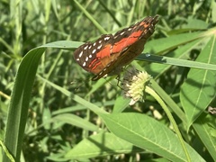 Anartia amathea