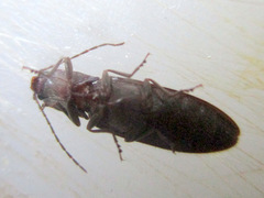 Hemicrepidius nemnonius
