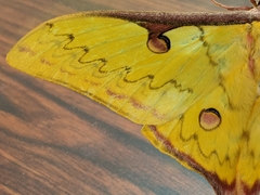 Actias sinensis