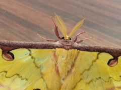 Actias sinensis