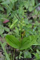 Liparis loeselii