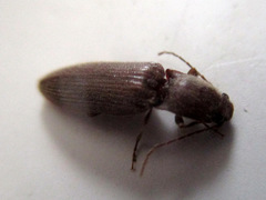 Hemicrepidius nemnonius