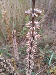Dracocephalum thymiflorum