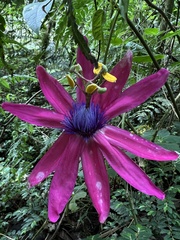 Passiflora longipes