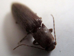 Hemicrepidius nemnonius