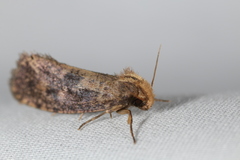 Acrolophus propinqua