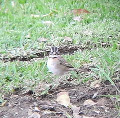 Zonotrichia capensis