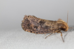 Acrolophus propinqua