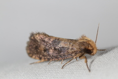 Acrolophus propinqua