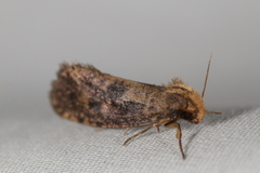 Acrolophus propinqua