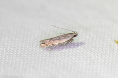 Battaristis nigratomella
