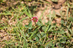 Trifolium hybridum