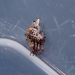 Cyclosa argenteoalba