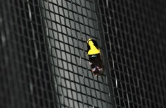 Rectiostoma xanthobasis