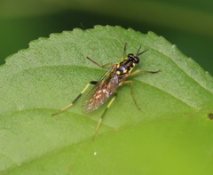 Xylomya tenthredinoides