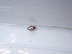 Cyclosa argenteoalba