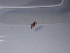 Cyclosa argenteoalba