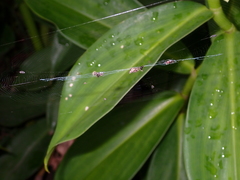 Cyclosa argenteoalba