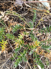 Acaena pinnatifida californica