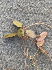 Potamogeton epihydrus