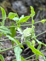 Silene campanulata
