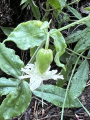 Silene campanulata
